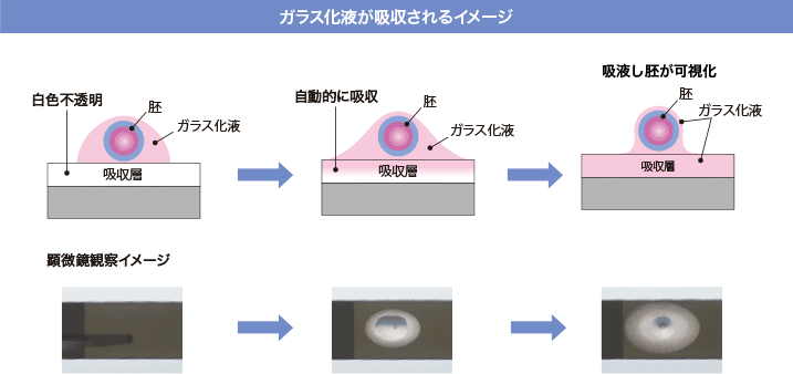 ガラス化液が吸収されるイメージ